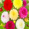 Blooming Dahlia Flower paint by numbers