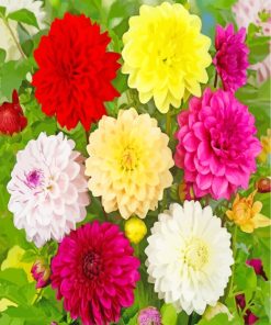 Blooming Dahlia Flower paint by numbers