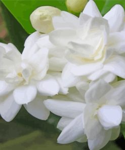 Blooming Jasmine Flowers paint by numbers