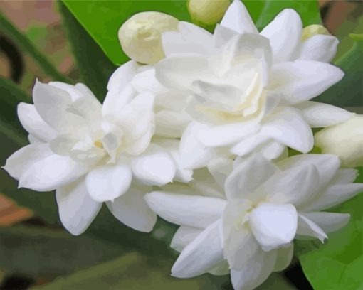 Blooming Jasmine Flowers paint by numbers
