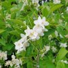 Blooming Jasmine Tree paint by numbers