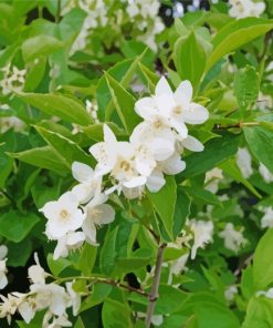 Blooming Jasmine Tree paint by numbers