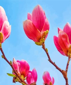 Blooming Magnolia Flowers paint by numbers