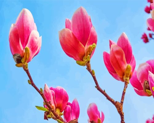 Blooming Magnolia Flowers paint by numbers