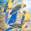 Blue Yellow Rosella paint by numbers