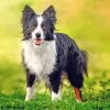 Border Collie Dog paint by numbers