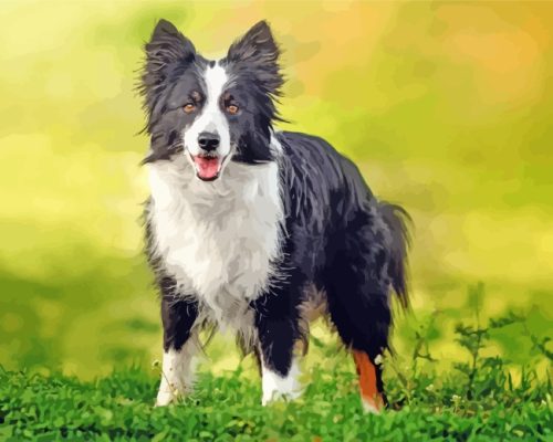 Border Collie Dog paint by numbers