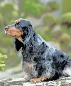 English Cocker Spaniel paint by numbers