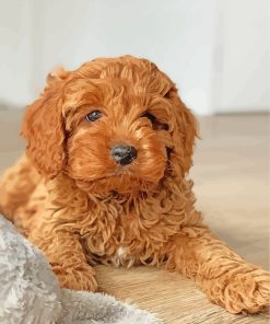 Brown Cavoodle Puppy paint by numbers