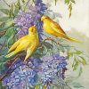 Adorable Canaries Birds paint by numbers