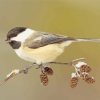 Carolina Chickadee On Stick paint by numbers