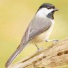 Carolina Chickadee Bird paint by numbers