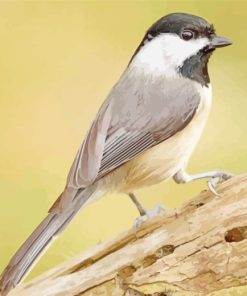 Carolina Chickadee Bird paint by numbers