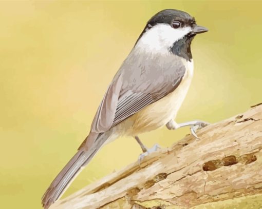 Carolina Chickadee Bird paint by numbers