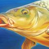 Carp Fish Head paint by numbers