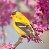 Cherry Blossoms American Goldfinch paint by numbers