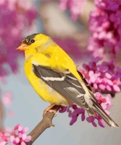 Cherry Blossoms American Goldfinch paint by numbers