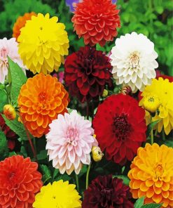 Colorful Dahlias Flowers paint by numbers