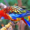 Adorable Eastern Rosella Bird paint by numbers