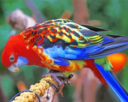 Adorable Eastern Rosella Bird paint by numbers