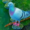 Columbidae Bird paint by numbers