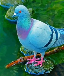 Columbidae Bird paint by numbers