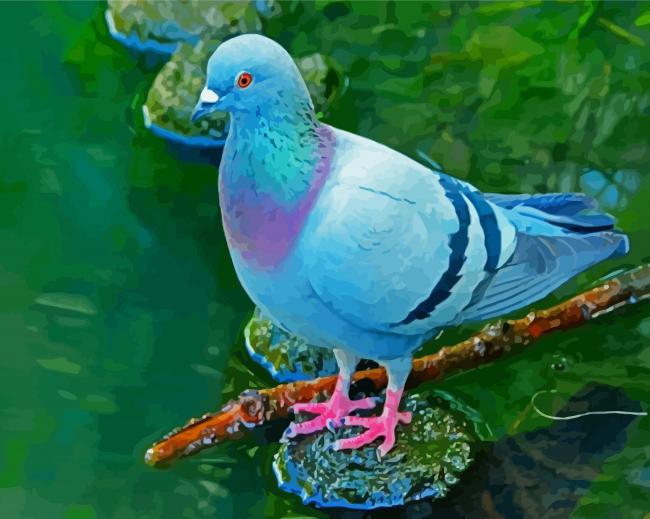 Columbidae Bird paint by numbers
