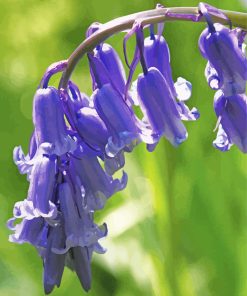 Common Bluebells paint by numbers