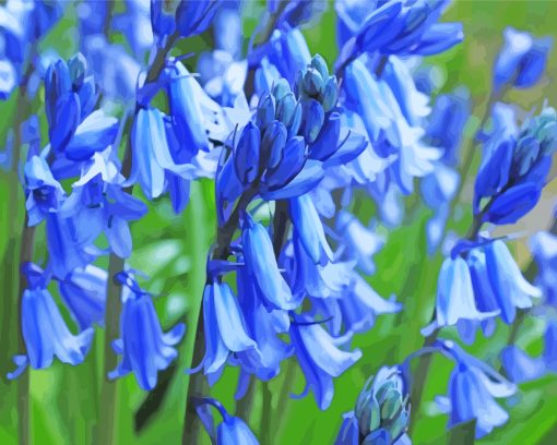 Common Bluebells Plants paint by numbers