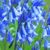 Common Bluebells Plants paint by numbers