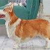 Aesthetic Corgi Dog paint by numbers