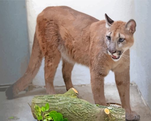 Wild Animal Cougar paint by numbers