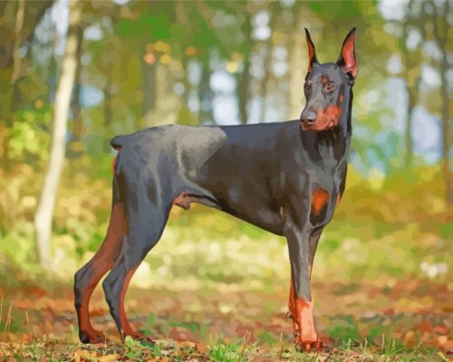 Doberman Dog In Forest paint by numbers