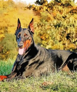 Doberman Dog In Nature paint by numbers