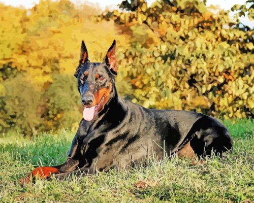 Doberman Dog In Nature paint by numbers