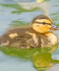 Duckling Bird In Water paint by numbers