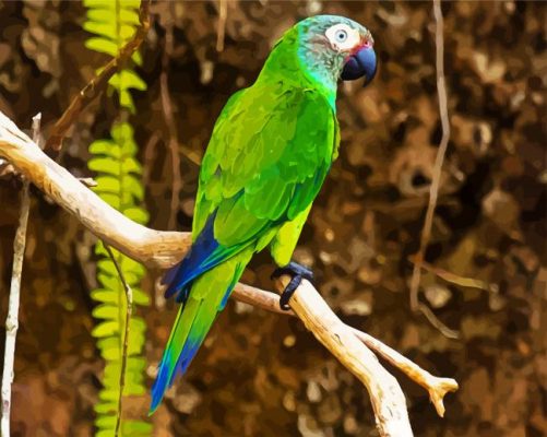 Aesthetic Dusky Conure paint by numbers