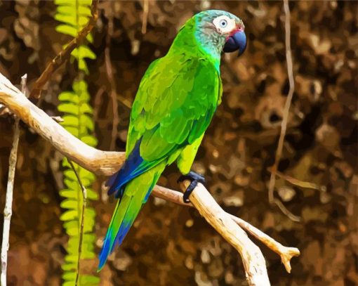 Aesthetic Dusky Conure paint by numbers