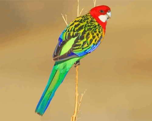 Eastern Rosella Bird paint by numbers