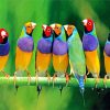 Colorful Finches On Branch paint by numbers