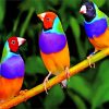 Colorful Finches Birds paint by numbers