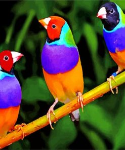 Colorful Finches Birds paint by numbers