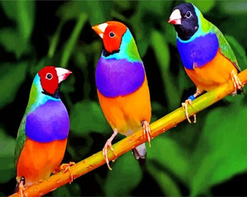 Colorful Finches Birds paint by numbers