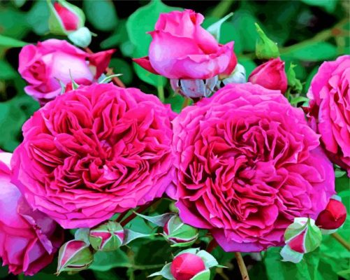 Floribunda Roses Flowers paint by numbers