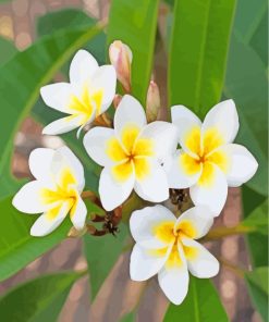 Frangipani Flowers Plant paint by numbers