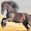 Black Friesian Horse paint by numbers