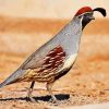 Gambel Quail Bird paint by numbers