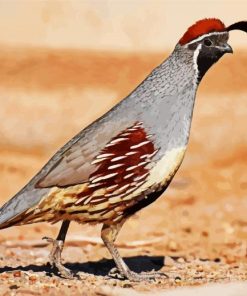 Gambel Quail Bird paint by numbers