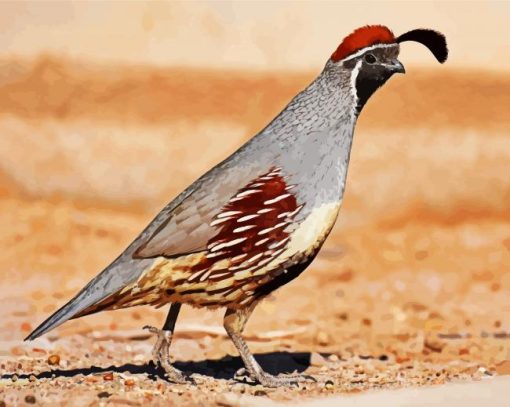 Gambel Quail Bird paint by numbers