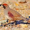 Gambel Quail paint by numbers